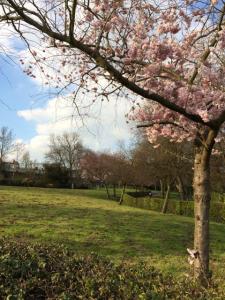photo of cherry tree with pink blossom